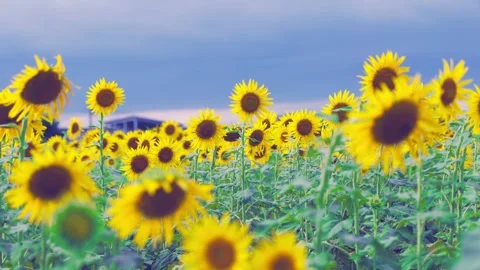 Sunflowers Reaching Toward Summer Blue Sky in Fukuoka Japan Stock Footage 344967573