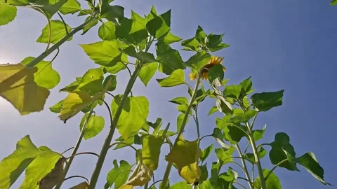 Sunflowers reaching towards the bright blue sky on a sunny day Stock Footage 343364485