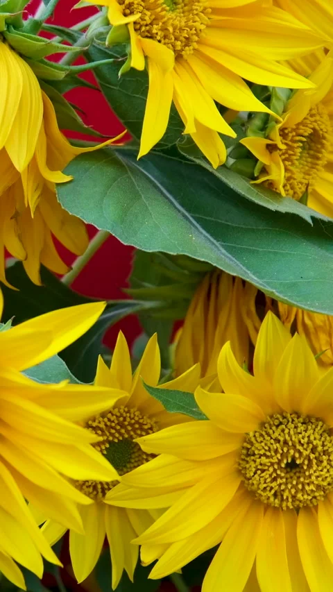 Sunflowers on a red background Stock Footage 284923473