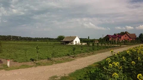 Sunflowers road quadcopter Stock Footage 149182976