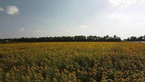 Sunflowers road quadcopter Stock Footage 149183046