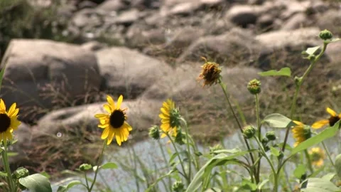 Sunflowers &amp; Rocks with Rack Focus Stock Footage 132139375