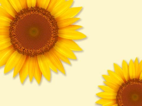 Sunflowers romantic background Stock Illustration