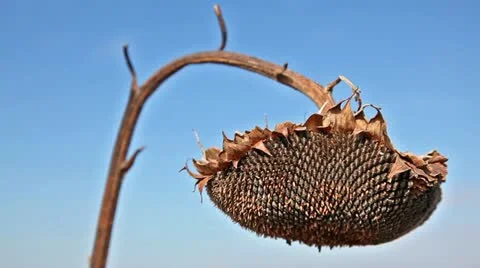 Sunflower's seed Stock Footage 24672336