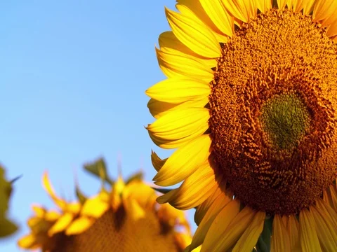 Sunflowers seed head on sky background 4k close-up nature video. Sunny sky Stock Footage 83926893