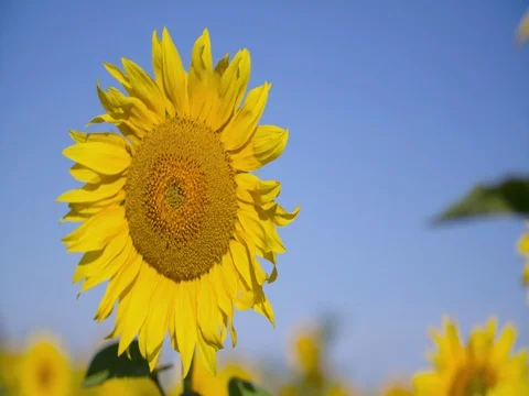 Sunflowers seed head on sky background 4k close-up nature video. Plant flower Stock Footage 83927720
