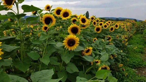 Sunflowers seem to make a cloudy day bright happy optimistic and positive Stock Footage 96372475