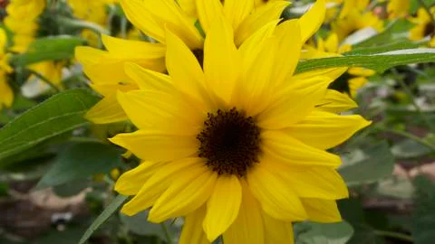 Sunflowers in September Foto stock