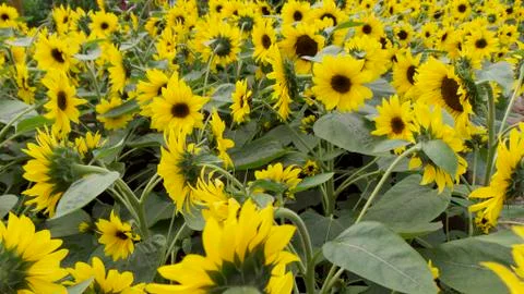 Sunflowers in September Foto stock