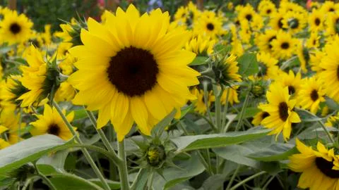 Sunflowers in September Foto stock