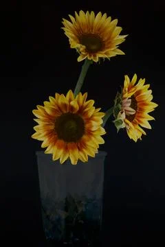 Sunflowers in the Shadows Stock-Fotos