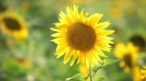 Sunflowers, shallow depth of field 1 Stock-Footage 11362103