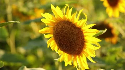 Sunflowers, shallow depth of field 13 Stock-Footage 11362099