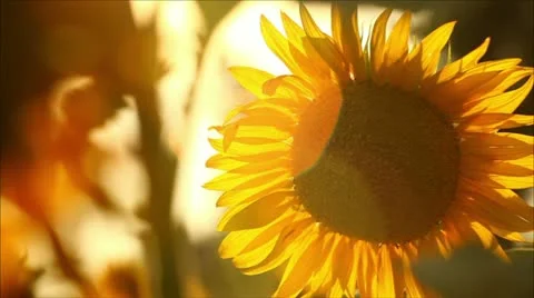 Sunflowers, shallow depth of field 9 Stock-Footage 11362182