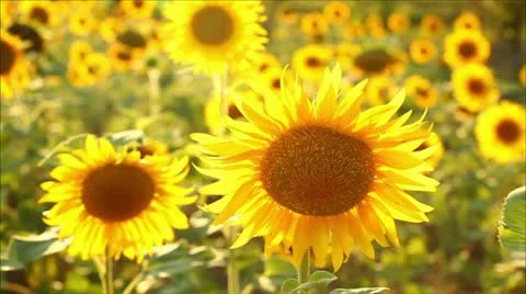 Sunflowers, shallow depth of field Stock-Footage 11362111