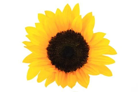 Sunflowers single bloom Stock Photos