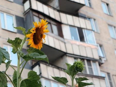 Sunflowers in a sity Stock-Fotos