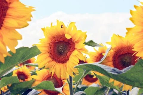 Sunflowers on the sky background Stock Photos