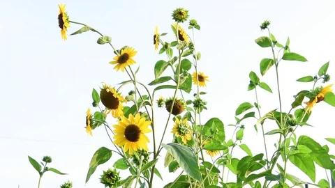 Sunflowers on the sky Video stock 79821517