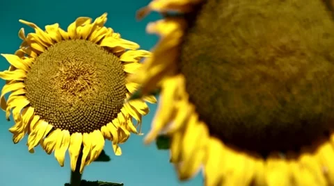 Sunflowers. Slider shot. Rack focus. Vidéo 43321168