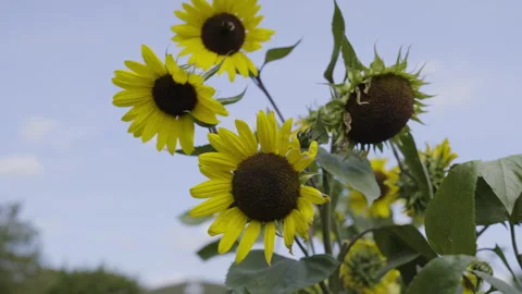Sunflowers Slow Motion Stock Footage 266916604