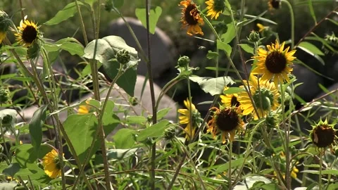 Sunflowers &amp; Small Willows Clockwise Pan Stock Footage 132139390