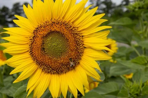 Sunflowers smiling on a spring morning. Bright yellow flowers in front of the Stock Photos
