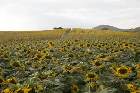 Sunflowers in the spacious area. Stock Photos