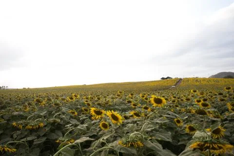 Sunflowers in the spacious area. Stock Photos