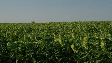 Sunflowers, Spring, Spain Stock Footage 231797991