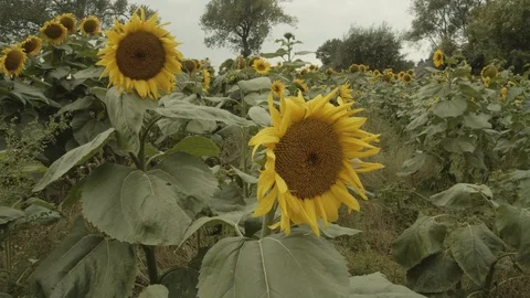 Sunflowers in a Storm Stock Footage 116783863