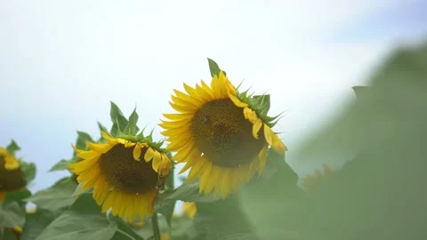Sunflowers in summer cloudy day. Bees on the flower. Stock Footage 134616947