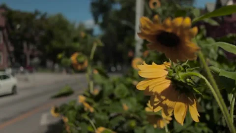 Sunflowers in Summer Stock Footage