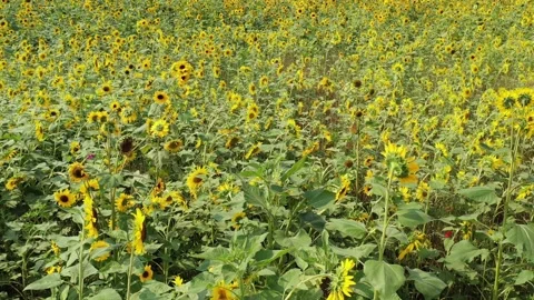 Sunflowers in summer Stock Footage 157215682