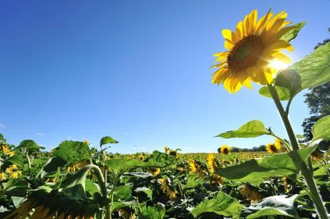 Sunflowers at summer Stock Photos