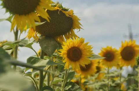 Sunflowers in summer Stock Photos