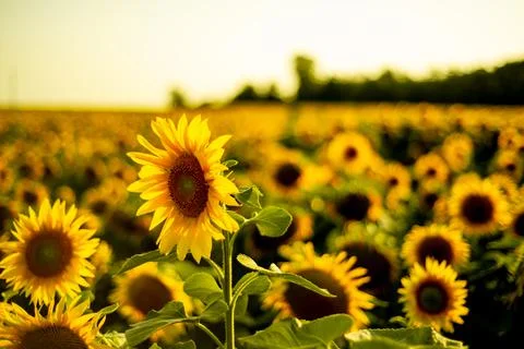 Sunflowers in summer at sunset Stock Photos