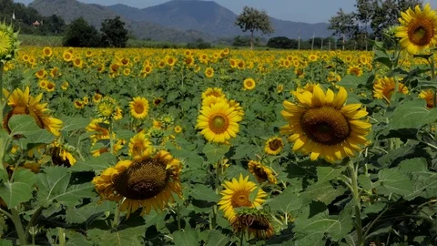 Sunflowers in summer, zoom in. Stock-Footage 82532565