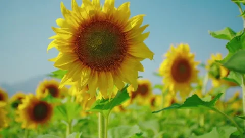 Sunflowers in the sun with a close-up shot. Stock Footage 295857629