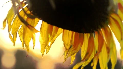 Sunflowers With Sun Flare Stock Footage 319413856