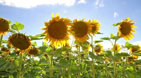 Sunflowers in the sun Stock Footage 52744012