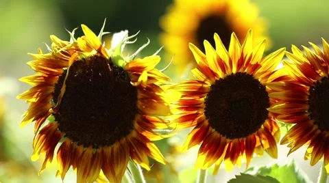 Sunflowers in the Sun Stock Footage 65319209
