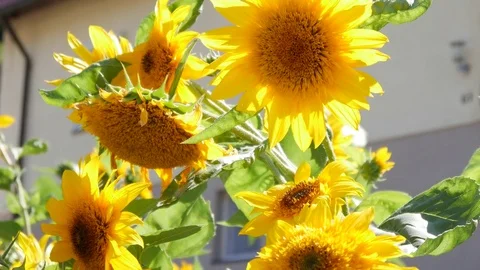 Sunflowers in the sun Stock Footage 80028879