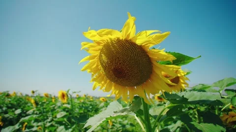 Sunflowers in the sun. Stock Footage 295858027