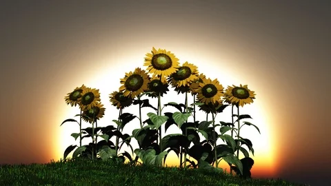 Sunflowers sun low Stock Footage 98766493