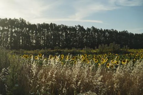 Sunflowers in the sun Stock Photos