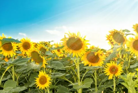 Sunflowers in the sunlight Foto stock