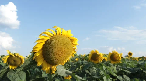 Sunflowers with sunny clouds Stock Footage 31226715