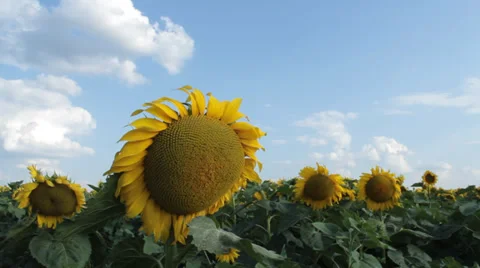 Sunflowers with sunny clouds, Tim Lapse Video stock 31229249