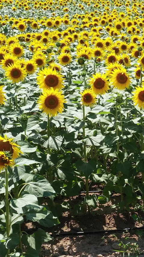 Sunflowers sunny day Stock Footage 295359063